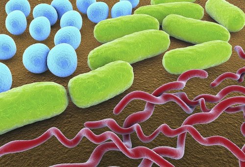 اطلاعات بیشتر در مورد "فلش کارت طبقه بندی باکتری ها"