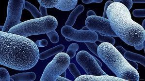 اطلاعات بیشتر در مورد "فلش کارت ترین ها در باکتری"