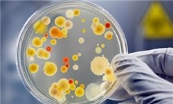 اطلاعات بیشتر در مورد "فلش کارت نکات کشت باکتری"
