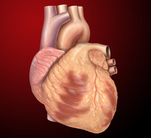 اطلاعات بیشتر در مورد "فلش کارت آناتومی قلب"