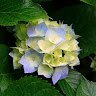 Alireza62